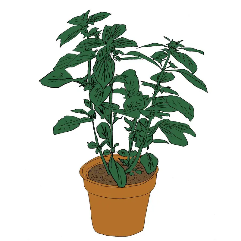 Basil cover