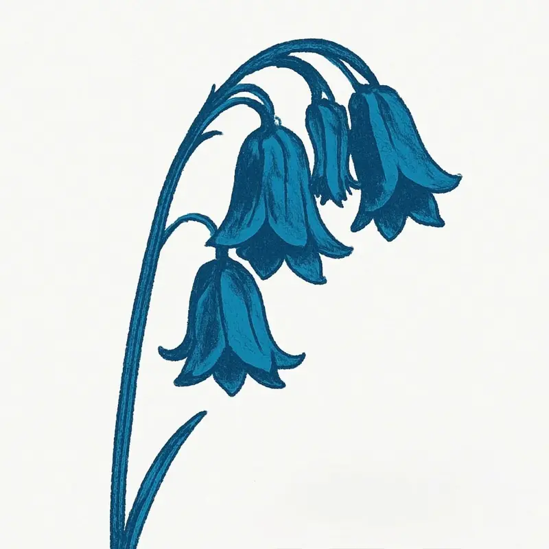 This is… The Bluebells cover