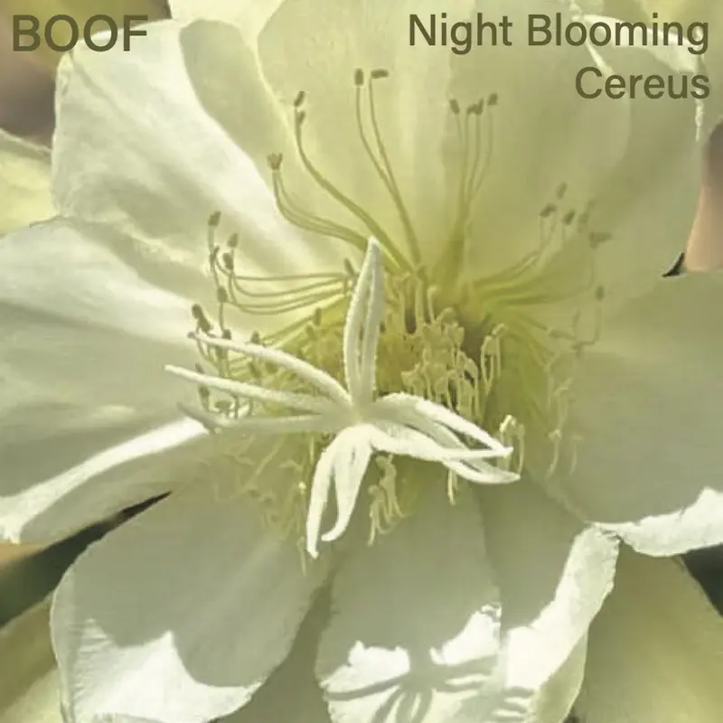 Night Blooming Cereus cover